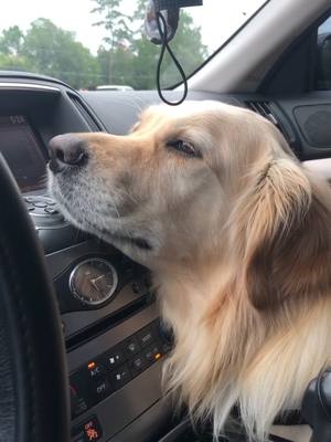 A post by @goldenbenjamin on TikTok caption: happy boy