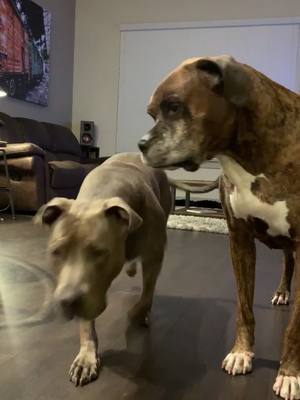 A post by @athenapitbull on TikTok caption: Treat time Logan and Athena - Athena is back to training big papa is back and back to training !! #athenapitbull #doglover #pitbulls #fyp