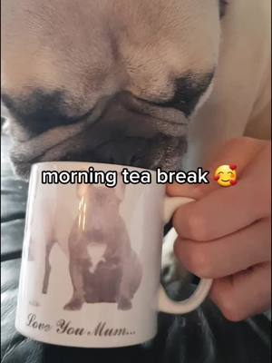 A post by @dozersquad on TikTok caption: morning everyone.....have a great day 🥰🥰🥰#fyp #dozersquad #frenchie