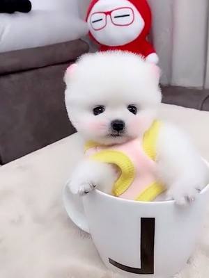 A post by @summer2135 on TikTok caption: so cute#tiktokpet #likeme #cute