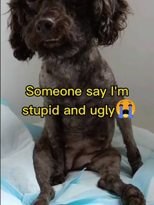 A post by @petfrienddd on TikTok caption: WHY does everyone hate me_😞😭 #petlover #fyp #pet #dog