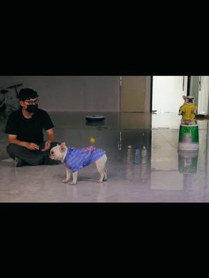 A post by @atokit_petworld on TikTok caption: #magicvideo #puppyfunnyvideos #puppy #petlover #fyp