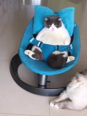 A post by @petsinger on TikTok caption: I love this Chair.😃#cutecat #fyp #fatcat #cats