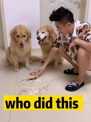 A post by @lindabiki on TikTok caption: smart dog😍#dog #foryou #petlover