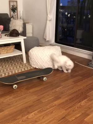 A post by @yeti.ready on TikTok caption: Yeti back at it again. #catsoftiktok #fyp #Skateboarding #viral #foryou #cat