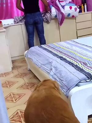 A post by @petiker20 on TikTok caption: It is too hard for me! #dog #funnyvideos