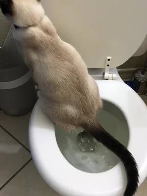 A post by @irobertthomas on TikTok caption: Does your cat use the toilet? #fyp #pottytrainning #catsoftiktok #cats #foryoupage 🐱