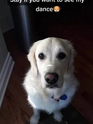 A post by @abby_thegolden_doggo on TikTok caption: Mood because Christmas is next month🐕🎄 #foryou #fyp #doggo #dance