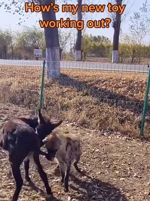 A post by @carteradriana on TikTok caption: You naughty boy… #donkey #hyena #PetsOfTikTok #tail #funnyvideos #foryou