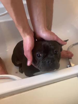 A post by @winstonfrench20 on TikTok caption: Bath time #tatumtalks #donttouchme #rescueme #frenchie #bathtime