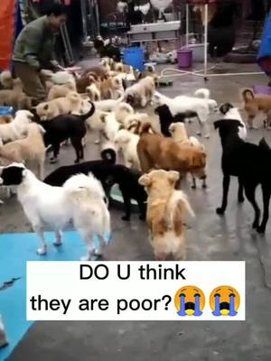 A post by @petfrienddd on TikTok caption: DO u know?They're all used to be other people 's Angle (💔)， but now...                                           #fyp #doggy #puppy