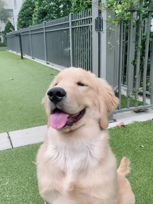 A post by @mjthefloof on TikTok caption: I’m ready for my debut 🙈 @usopen #fyp#foryou#goldenretriever#goldensoftiktok#goldenretrieverpuppy#dogsoftiktok