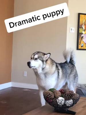 A post by @kodathealaskanmalamute on TikTok caption: I’m a bit dramatic 😏🙃 #fyp #dogsoftiktok