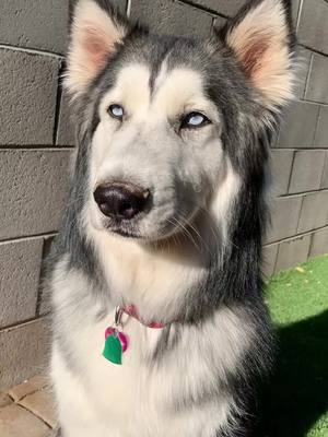 A post by @crackola on TikTok caption: #WeekendVibes #JustDanceMoves #husky #huskylife #dogsoftiktok #doggo