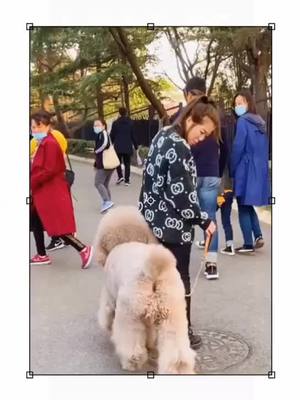 A post by @tk06fy on TikTok caption: #lovedog #cuite #foryou #dog @tk18fy @momocat48