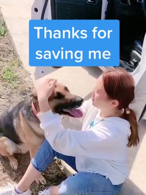 A post by @lovvvepet on TikTok caption: 🐕You save me one time. I protect you whole life ❤️#dog #dogsofttiktok #dogsvideo