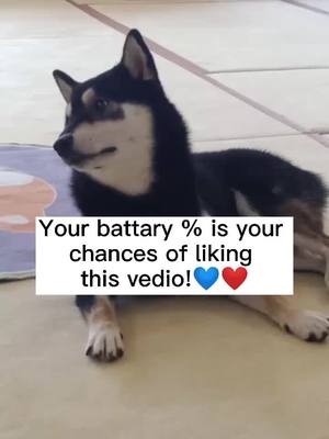 A post by @kiki_likee on TikTok caption: What is your battary% ? #puppy #pet #puppylove #dogsoftiktok #foryou #doggo #foryou #doggie #cutepuppy #tiktok #petlover #dogs #fyp