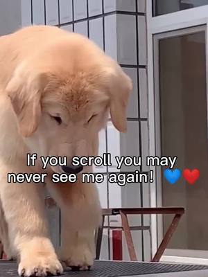 A post by @kiki_likee on TikTok caption: Did you scroll? #JingleJangleWithMe #fyp #dogs #tiktok #petlover #doggie #cutepuppy #doggie #foryou #doggo #puppy #pet #doggy #dogl