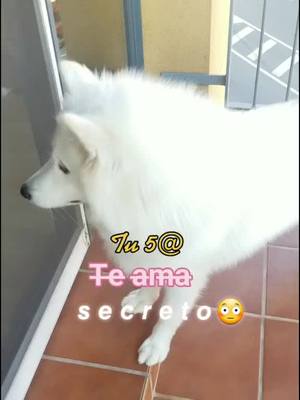 A post by @bellasamoyed on TikTok caption: 𝗠𝗲𝗻𝗰𝗶𝗼𝗻𝗮𝗱 𝗮 𝗲𝘀𝗮 𝗽𝗲𝗿𝘀𝗼𝗻𝗮!🤯💅🏼 ⚠️Ir a los comentarios⚠️ Mi 5@ es @_max_the_yorkshire 😳#bellasamoyed