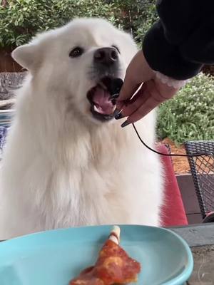 A post by @mervynpaws on TikTok caption: treatos ✨ Should we do more of these? #asmr #dog #food #crunchcrunch #fyp #foryou