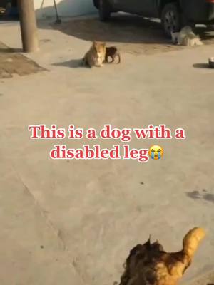 A post by @puppydog4576 on TikTok caption: #dogsoftiktok #pet #doglove #straydog