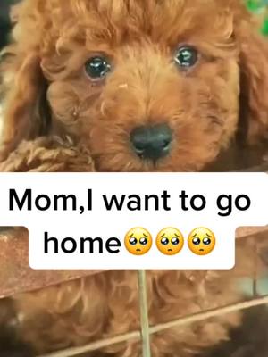 A post by @puppydog4576 on TikTok caption: This is a dog whose owner has gone abroad and left him behind #dogsoftiktok #BakingSzn #RoomTour #pet #straydog