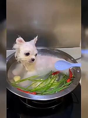 A post by @puppydog4576 on TikTok caption: Is this really soup 🍜 and not bathwater￼?#dogsoftiktok #doglove #pet