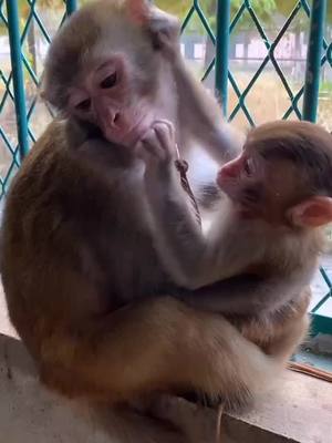 A post by @creativemanual on TikTok caption: #monkeys #foryou #fyp