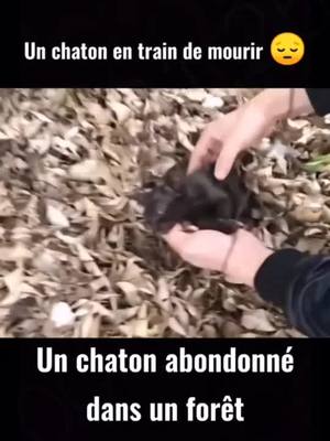 A post by @abcrrddd on TikTok caption: #greenscreenvideo #cats #chats #Love #pourtoi #bts #foryou #fyp #foryoupage