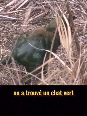 A post by @abcrrddd on TikTok caption: #greenscreenvideo #cats #chats #Love #pourtoi #bts #foryou #fyp #foryoupage