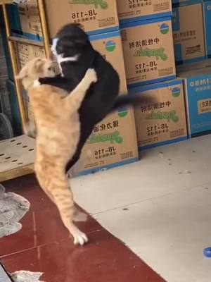 A post by @petloveforyous on TikTok caption: when two cats fight..#fyp #foryoupage #catsoftiktok #foryou #cats #funny