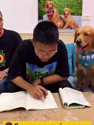 A post by @petiker20 on TikTok caption: Doing your homework seriously! #dog #funnyvideos