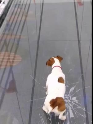 A post by @petlifun on TikTok caption: finally scared to move😌😌#funny #aww #dog #foryou