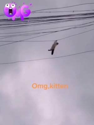 A post by @abcrrddd on TikTok caption: #greenscreenvideo #cats #chats #Love #pourtoi #bts #foryou #fyp #foryoupage