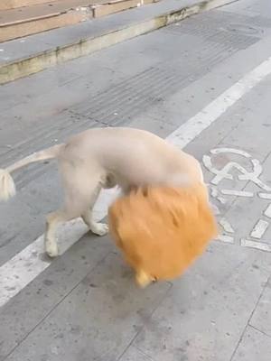 A post by @petlifun on TikTok caption: Lion king, u hair fell out😂😂#dog #foryou #aww #funny