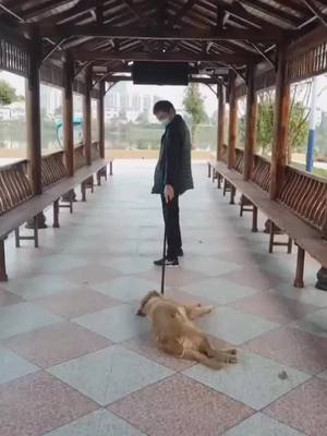 A post by @tk06fy on TikTok caption: #dog #foryou #cuite #lovedog