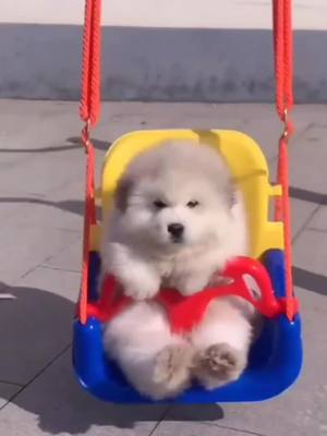 A post by @pangpangyu on TikTok caption: #cute #dog 😂😂😂😂