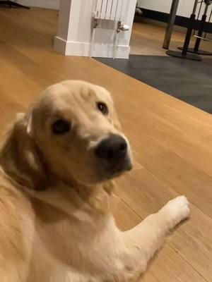 A post by @sam_woof on TikTok caption: Hein ?!? #chien #funny #drole #chiot #goldenretriever #pourtoi #