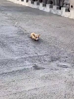 A post by @naomibbb on TikTok caption: Paving the road again😓#dogsoftiktok #dog