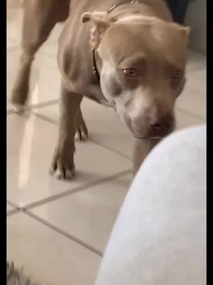 A post by @lianet77 on TikTok caption: Omgg  my heart 😖 #started #dogsoftiktok #foryou #pitbull