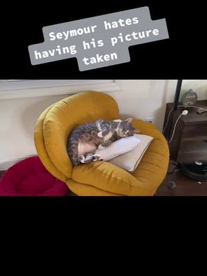 A post by @life_with_5cats on TikTok caption: Will scream EVERY. TIME. #seymour #lifewithfivecats #catlady #catsoftiktok #screm #nopicturesplease