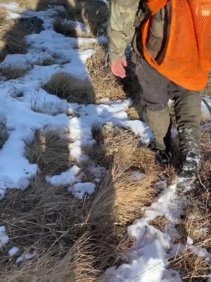 A post by @sethesquire on TikTok caption: Out in the hills of Montana with Montana’s most eligible bachelor. #elk #elkseason2020 #montana #matthalmes #livetohunt #taggedout