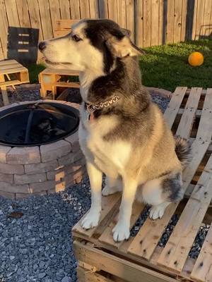 A post by @sirwhiskeypuppingtons on TikTok caption: Just living my best life.! 🐺🤙🏼🌊 #husky #fyp #sirwhiskeypuppingtons #huskystuff #fluffitup #huskiesoftiktok