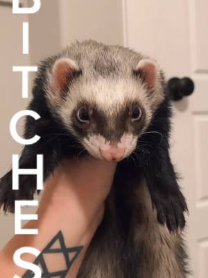 A post by @my.catsnakes on TikTok caption: we still love him tho 😌 #ferret #ferrets #ferretsoftiktok #igotbithes #fyp #PetsOfTikTok