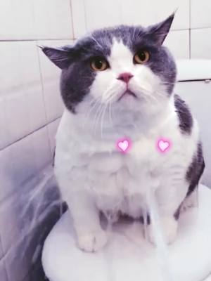 A post by @sabineyoung on TikTok caption: enjoy the shower time #kitten #cat #tiktok #fyp #foryou #foryoupage