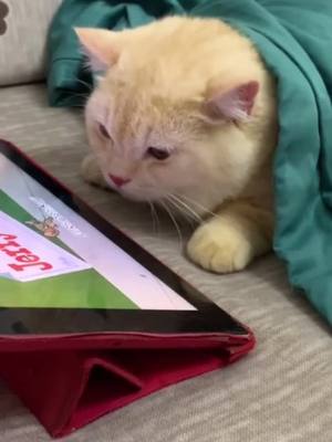 A post by @petsinger on TikTok caption: Do you like me in the evening?#tiktoker #fyp #cats #funnyvideos