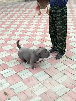 A post by @dogowner520 on TikTok caption: A big fat pig 😄😄😄#dog #cute #pig #puppy