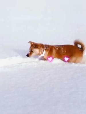 A post by @sabineyoung on TikTok caption: first time play in the snow #dog #dogofticktok #doglover #foryoupage #foryou #fyp