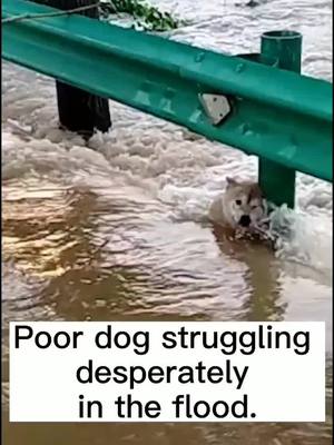 A post by @emilie9494 on TikTok caption: Poor dog struggling in the flood!#foryourpage #dogofticktok #dog #fyp