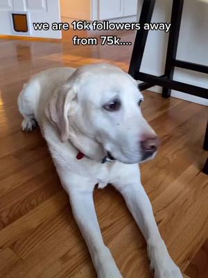 A post by @sleepybailey on TikTok caption: !!! #makeitmini #OurType #VansCheckerboardDay #fyp #foryoupage #viral #dog #puppy #makemefamous #cute #humor #75k #baileytheyellowlab